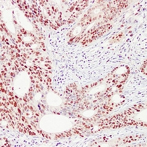 PCNA Mouse Monoclonal Antibody(C2301)