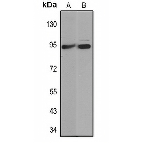 Villin Mouse Monoclonal Antibody(C2309)