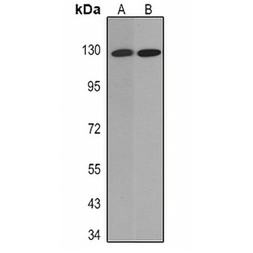 Cadherin pan Mouse Monoclonal Antibody(C2312)