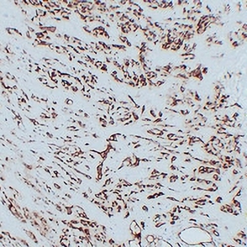 CD31 Mouse Monoclonal Antibody(C2313)