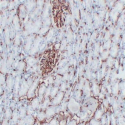 CD34 Mouse Monoclonal Antibody(C2314)