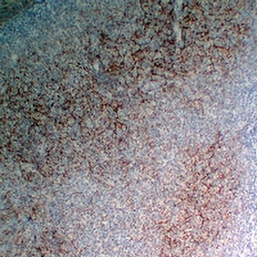 CD35 Mouse Monoclonal Antibody(C2316)