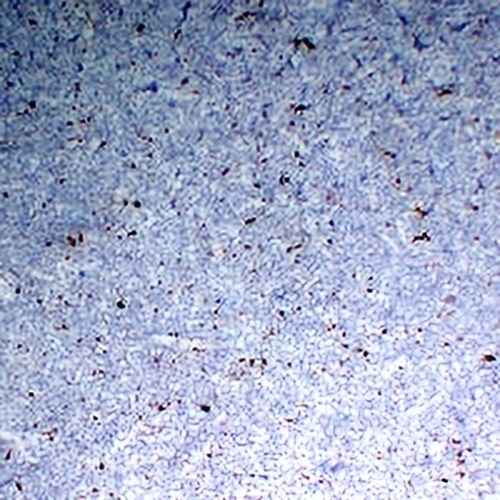CD68 Mouse Monoclonal Antibody(C2318)