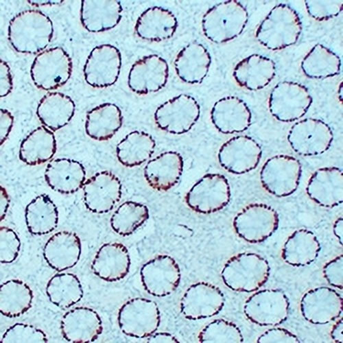 CDX2 Mouse Monoclonal Antibody(C2319)