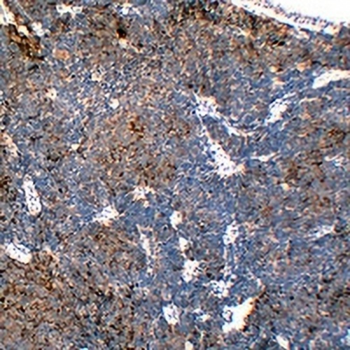 Chromogranin A Mouse Monoclonal Antibody(C2320)