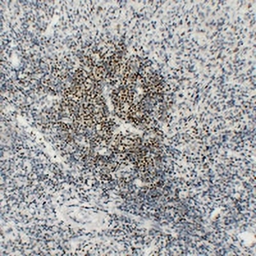 OCT2 Mouse Monoclonal Antibody(C2325)