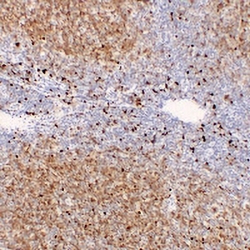 TCL1A Mouse Monoclonal Antibody(C2332)