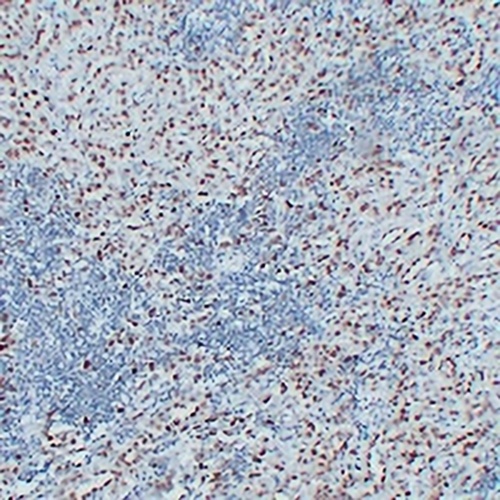 Wilms Tumor 1 Mouse Monoclonal Antibody(C2335)