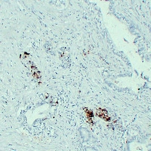 IGF2 Mouse Monoclonal Antibody(C2337)