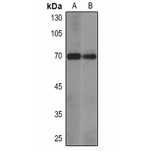 SOX9 Mouse Monoclonal Antibody(C2338)