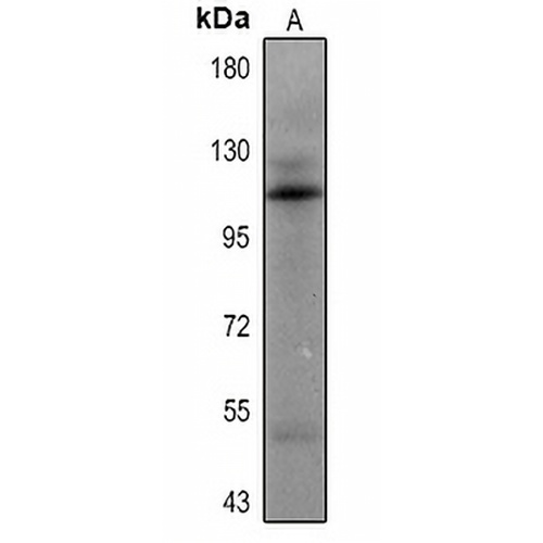 Androgen Receptor Mouse Monoclonal Antibody(C2350)