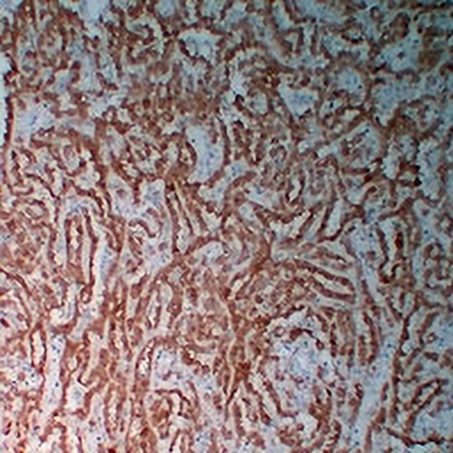 Calretinin Mouse Monoclonal Antibody(C2351)