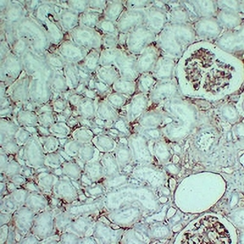 CD105 Mouse Monoclonal Antibody(C2352)