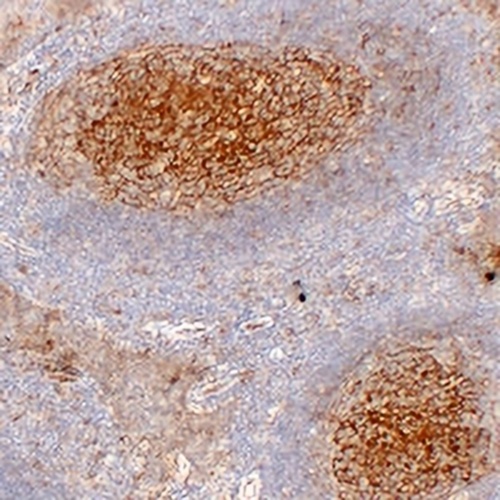 CD54 Mouse Monoclonal Antibody(C2355)