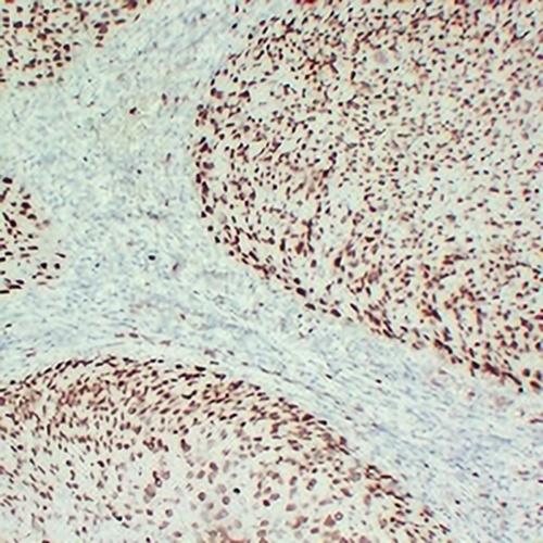 MCM2 Mouse Monoclonal Antibody(C2364)
