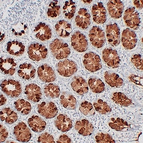 MUC2 Mouse Monoclonal Antibody(C2365)
