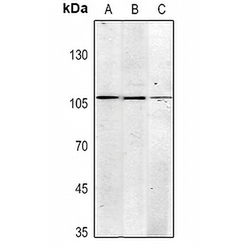 CD325 Mouse Monoclonal Antibody(C2367)