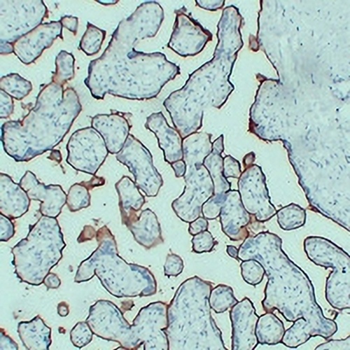 CD105 Mouse Monoclonal Antibody(C2380)