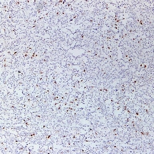CD3e Mouse Monoclonal Antibody(C2381)