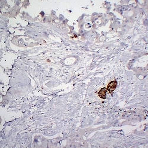 Chromogranin A Mouse Monoclonal Antibody(C2384)