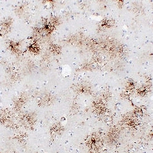 GFAP Mouse Monoclonal Antibody(C2397)