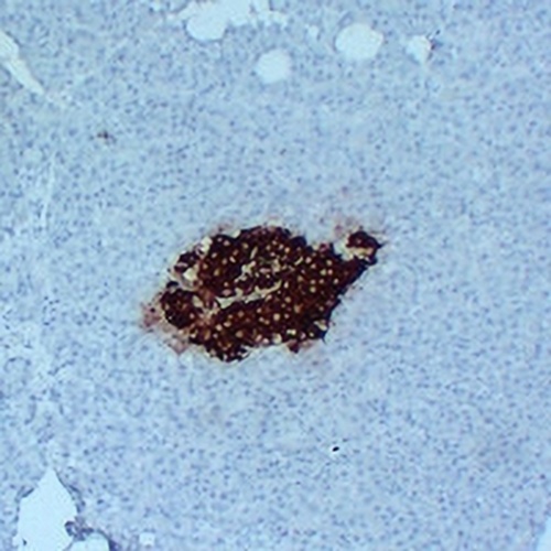 Insulin Mouse Monoclonal Antibody(C2400)