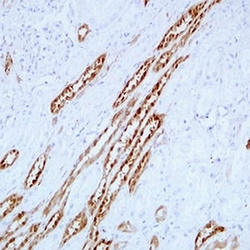 PGP9.5 Mouse Monoclonal Antibody(C2404)