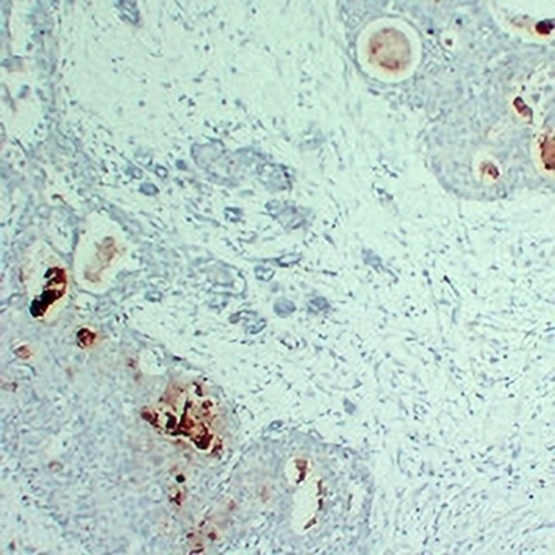 PIP Mouse Monoclonal Antibody(C2415)