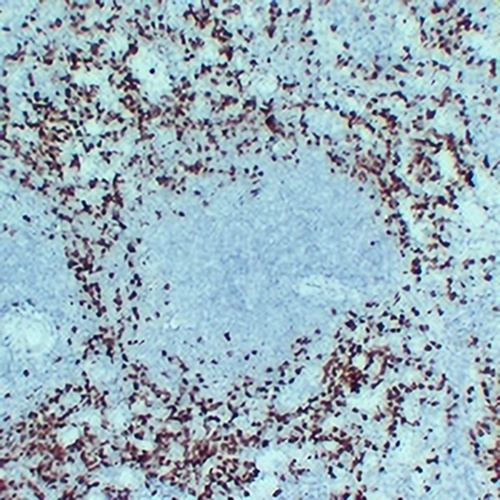 Myeloperoxidase Mouse Monoclonal Antibody(C2416)