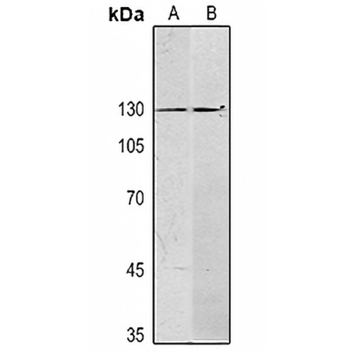 SALL4 Mouse Monoclonal Antibody(C2422)