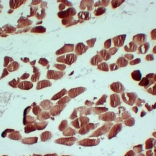 Actin Sarcomeric Muscle Mouse Monoclonal Antibody(C2423)