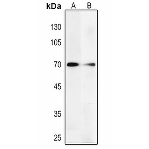 PGHS-2 Mouse Monoclonal Antibody(C2428)