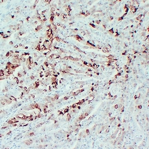PGHS-2 Mouse Monoclonal Antibody(C2429)
