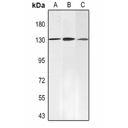 SALL4 Mouse Monoclonal Antibody(C2431)