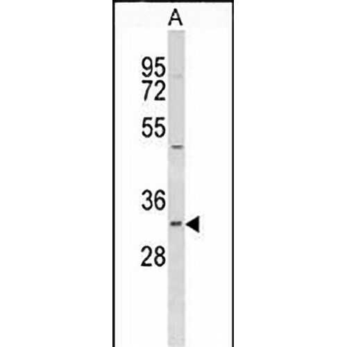 MRP3 Mouse Monoclonal Antibody(C2480)