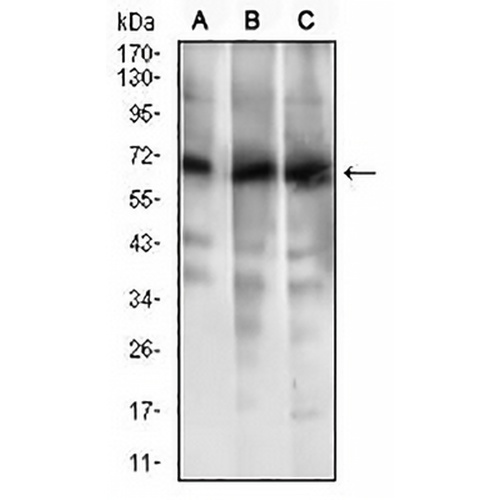 ABCG5 Mouse Monoclonal Antibody(C2483)