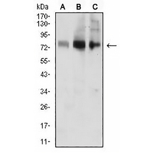 ACSS1 Mouse Monoclonal Antibody(C2490)