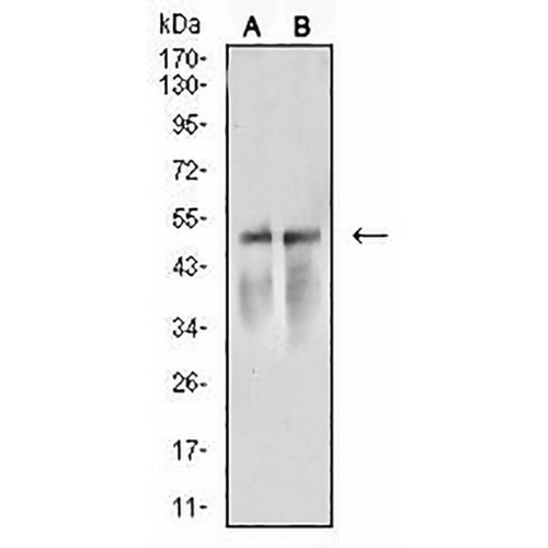 ARP3 Mouse Monoclonal Antibody(C2492)