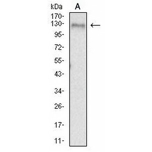 CD156b Mouse Monoclonal Antibody(C2493)