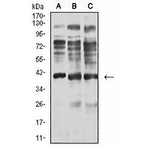 Centaurin-alpha-1 Mouse Monoclonal Antibody(C2495)