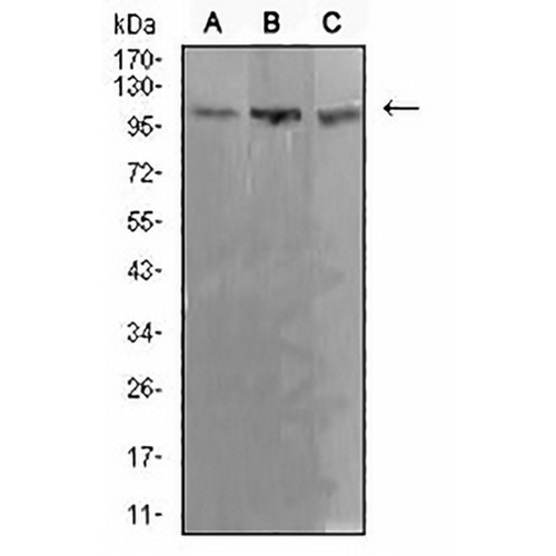 ADAR1 Mouse Monoclonal Antibody(C2496)