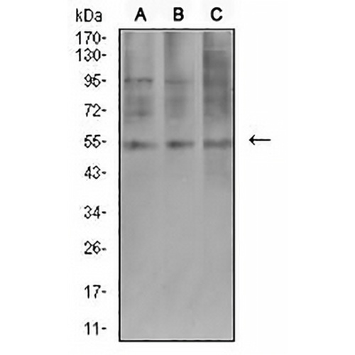 AEBP2 Mouse Monoclonal Antibody(C2498)