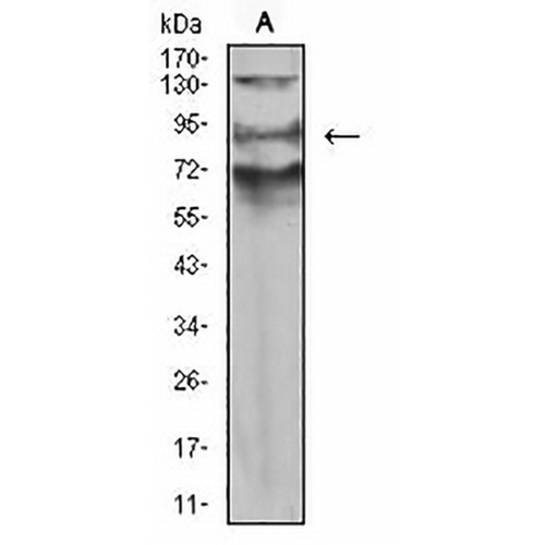 XB130 Mouse Monoclonal Antibody(C2499)