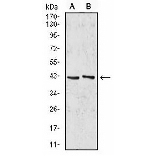 AIM2 Mouse Monoclonal Antibody(C2500)