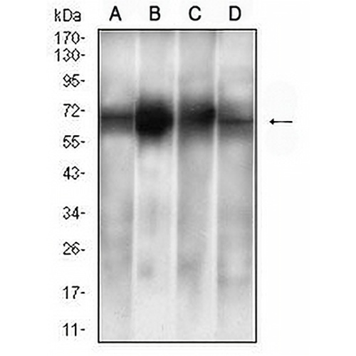 ALB Mouse Monoclonal Antibody(C2503)
