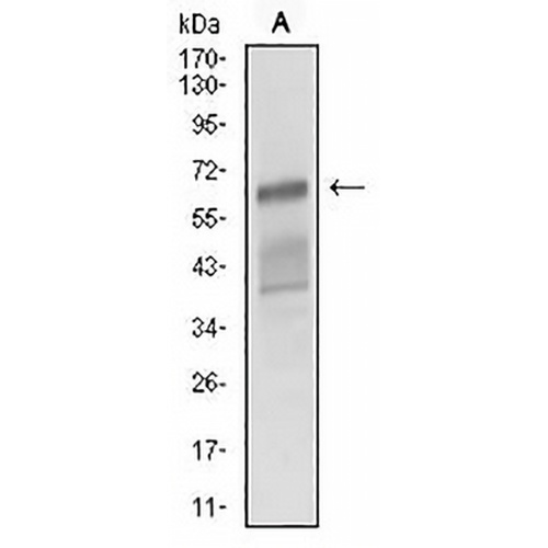 CD166 Mouse Monoclonal Antibody(C2504)
