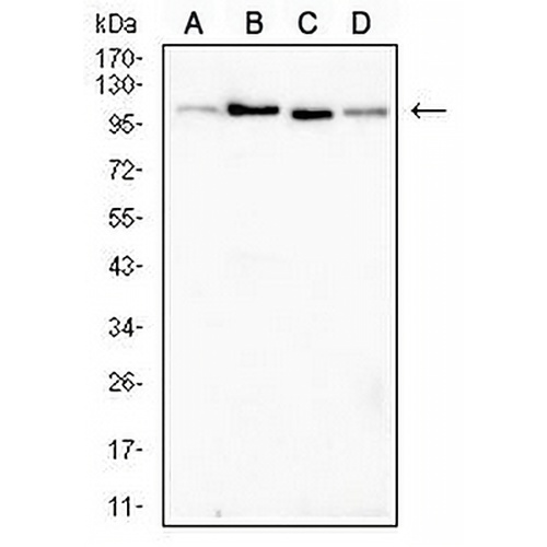 ALDH1L1 Mouse Monoclonal Antibody(C2506)