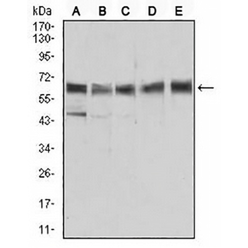 ALDH6A1 Mouse Monoclonal Antibody(C2508)