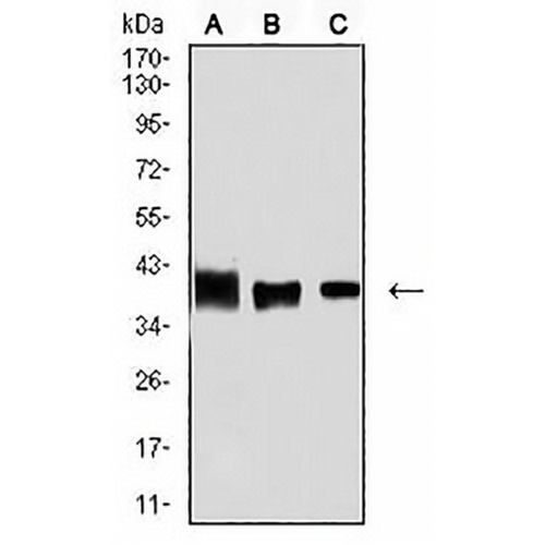 ALDOA Mouse Monoclonal Antibody(C2509)