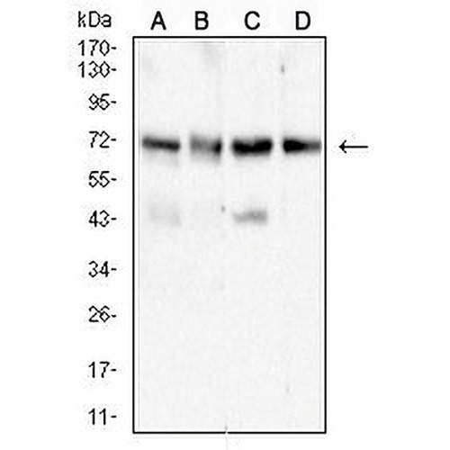 ALPPL2 Mouse Monoclonal Antibody(C2513)